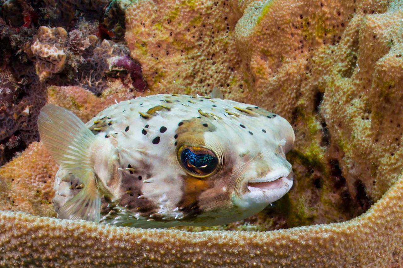 Den Laman - Balloonfish Kralendijk  Exterior foto